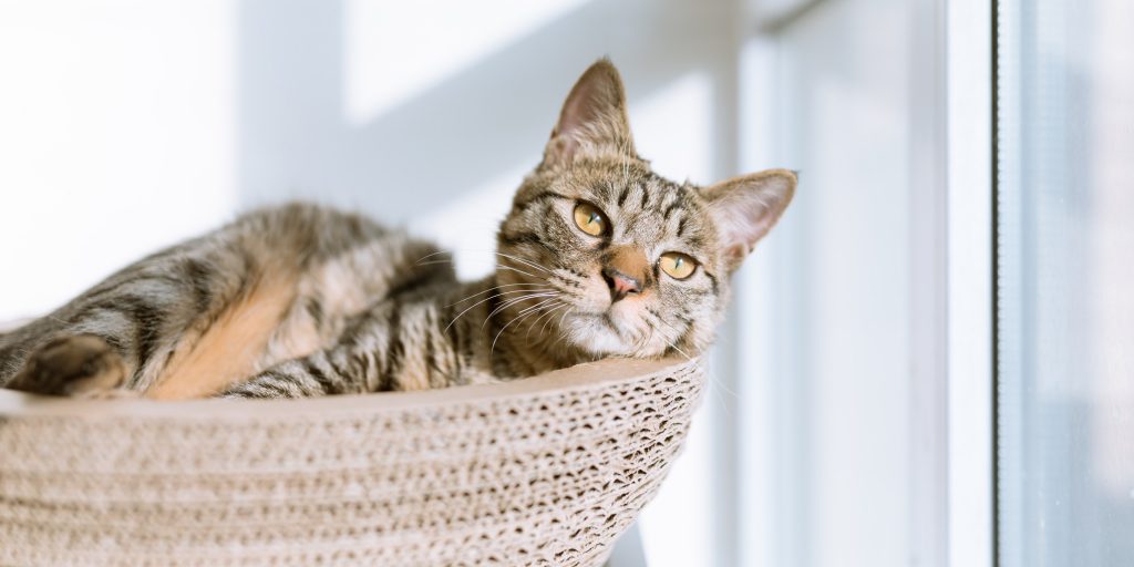 Dit Zijn De Top Populairste Kattennamen In Nederland Man Man