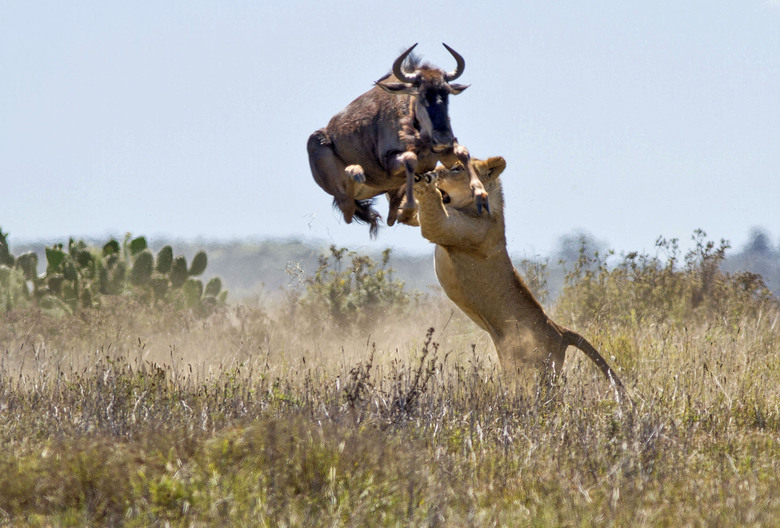 Photo © 2013 Caters News/The Grosby Group -  Sept 25, 2013 - WILDEBEEST ESCAPES LIONESS ATTACK IN ASTONISHING PHOTOS  - Red bull really does give you wings! This athletic wildebeest proved he is no easy catch after leaping TWO METersS in the air to escape a lions bite. The epic battle between the angry buffalo and hungry lioness unfolded in front of stunned gamekeepers at the Kariega Game Reserve, South Africa. The herd of wildebeest had been feeding on the open savannah when they were approached by the pack of lions. And after being caught off the guard, the aggressive bull successfully gave the sneaky lion the slip by jumping more than 6 ft in the air to escape. (PICTURED: The lioness attempts to grab the wildebeest from mid-air) -   (CAF)