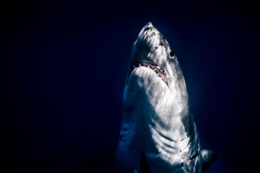 Great white, Guadalupe Island, October 2009