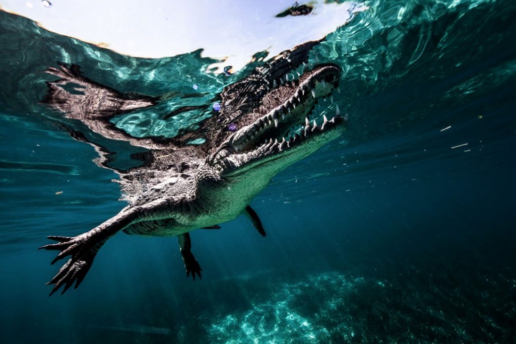 Fotograaf ricardo castillo foto's man man crocodile krokodillen