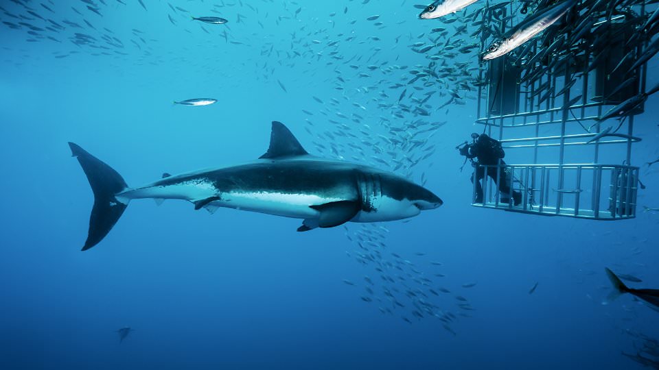 avontuurlijke reis Kooiduiken Mexico vakantie relaxen witte haai duiken zee MAN MAN