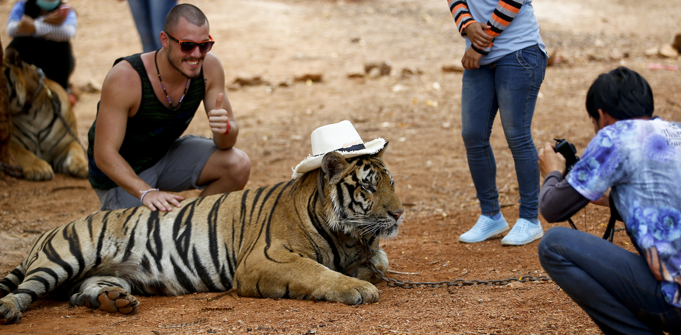 epa04718500 A tourist has his photo taken with a tiger wearing the hat of a volunteer on its head at the Tiger Temple in Kanchanaburi province, Thailand, 24 April 2015. Thai forestry officials together with Wildlife Friends Foundation Thailand were present at the controversial Temple to request a tiger head count by means of chip implant reading, as well as to discuss the whereabouts of three allegedly missing tigers. Of the said 147 tigers, less than half were brought out to have their chips read. EPA/DIEGO AZUBEL