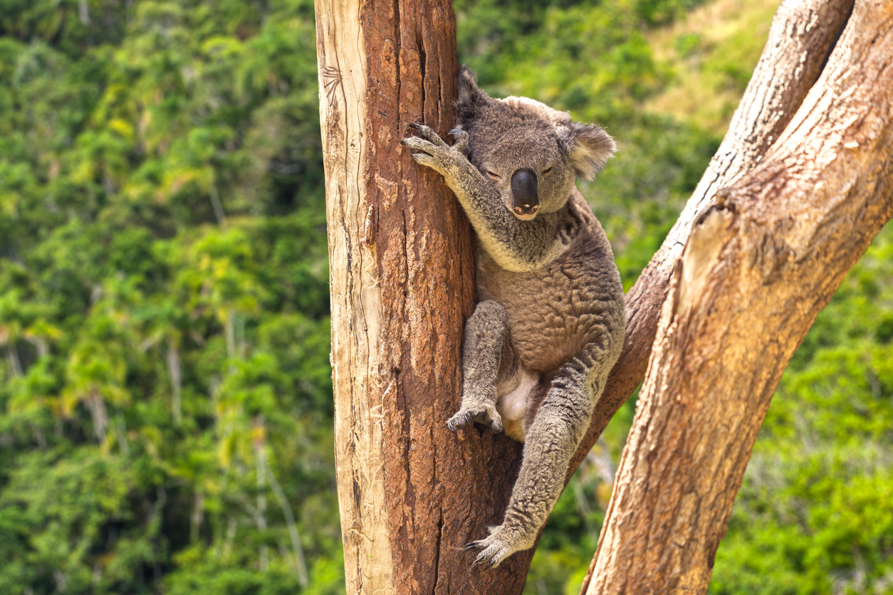 Cute Koala in the forest, Australia