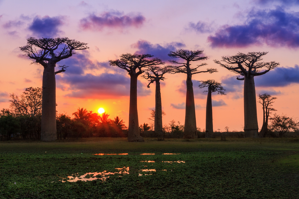 Purple sunset Baobab