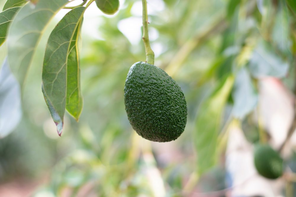 avocado afvallen
