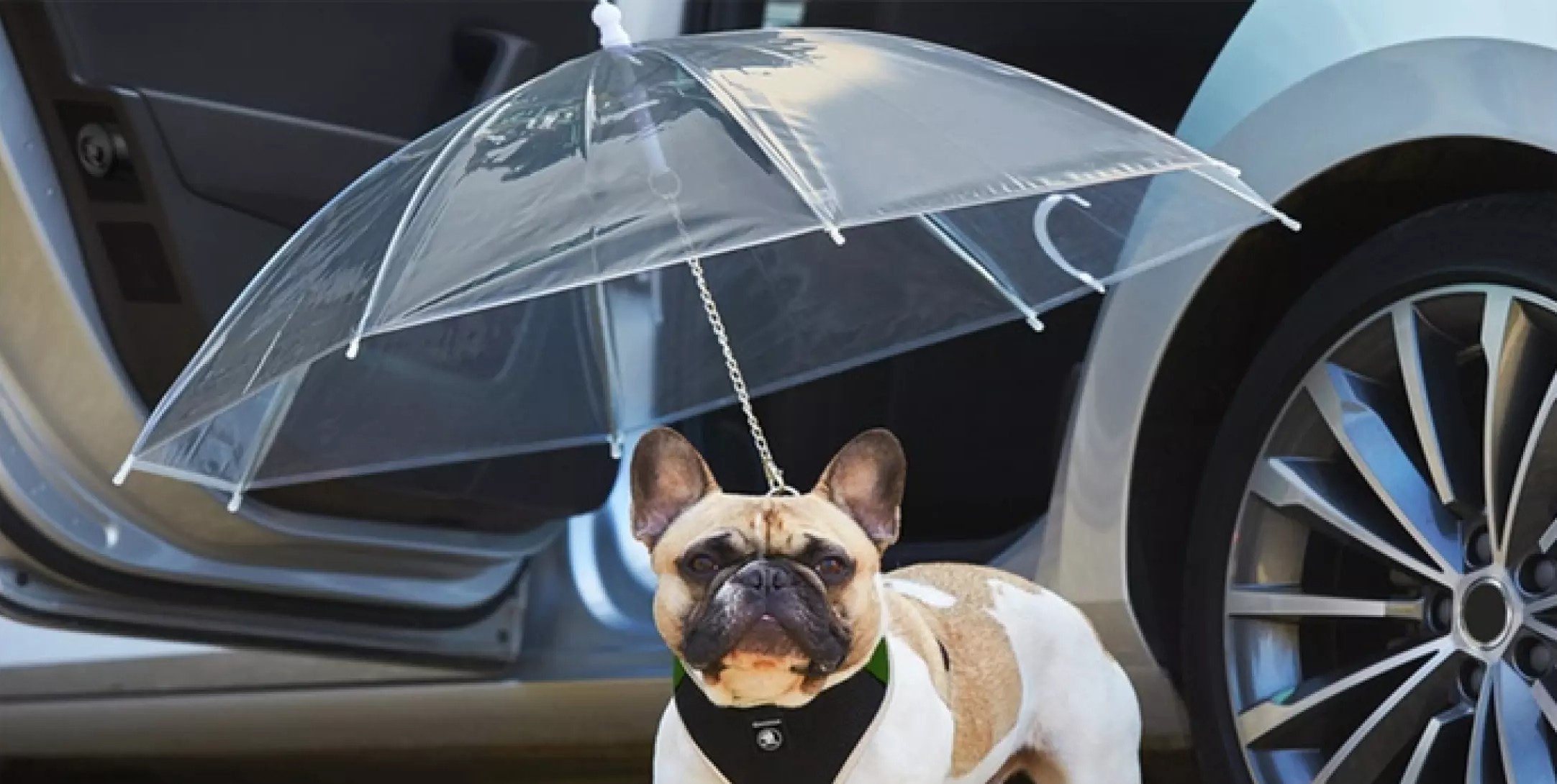 Afwijking BES Begunstigde Deze geniale hondenriem + paraplu is nu te koop op Amazon | MAN MAN