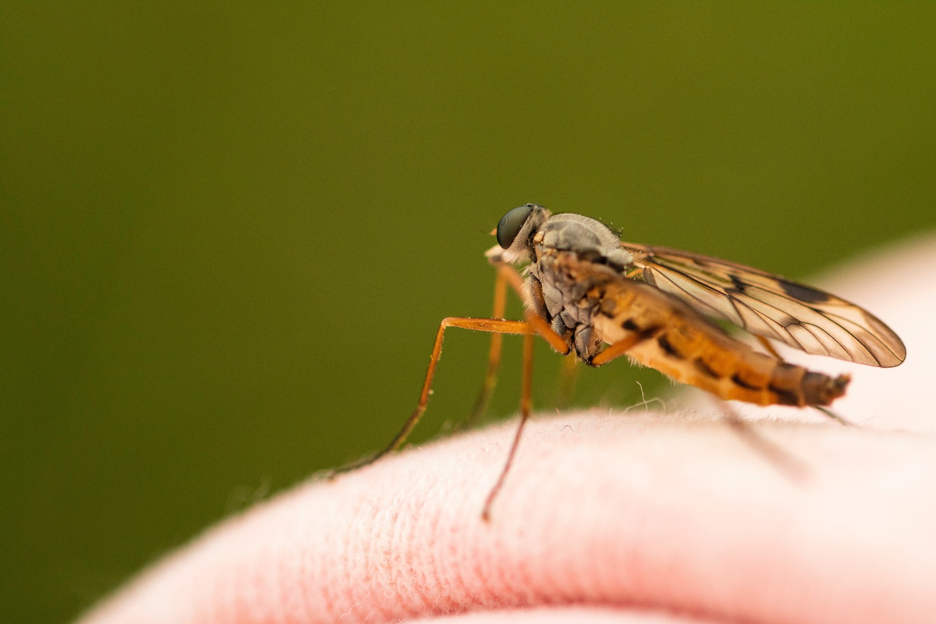 tips tegen muggen op afstand houden