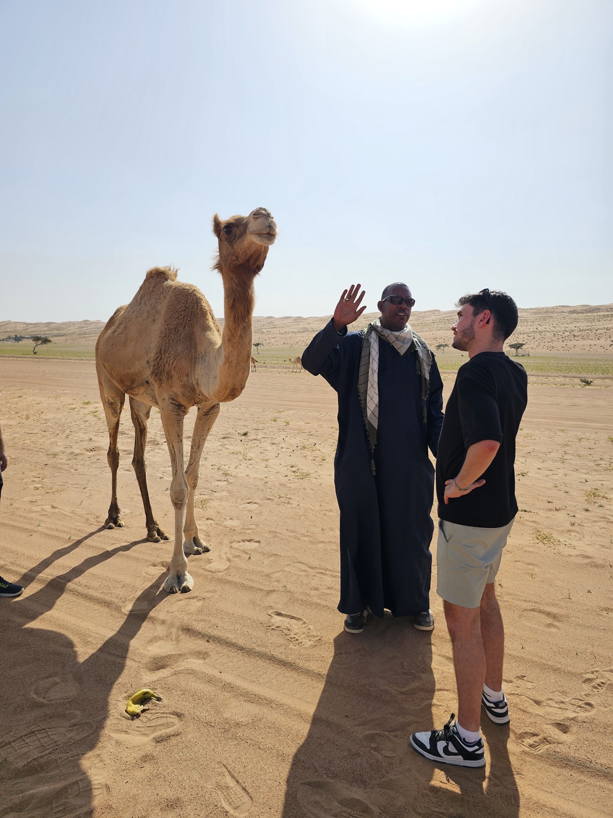 oman woestijn kamelen