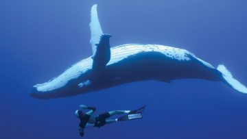 Jouw rechterhand redt walvissen, dankzij Pornhub