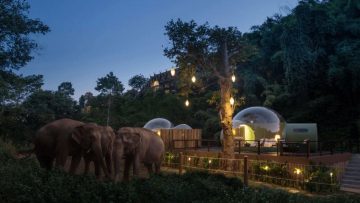 Jij kan nu in Thailand tussen de olifanten slapen in een luxe Jungle Bubbel