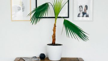Dit zijn de 5 beste planten voor op kantoor