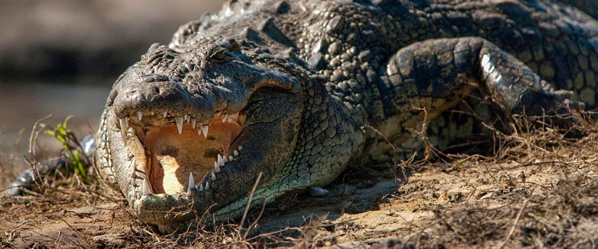 Amsterdam: krokodillen bewaken tonnen aan drugsgeld