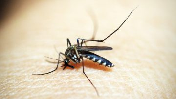5 creatieve tips tegen muggen in je slaapkamer