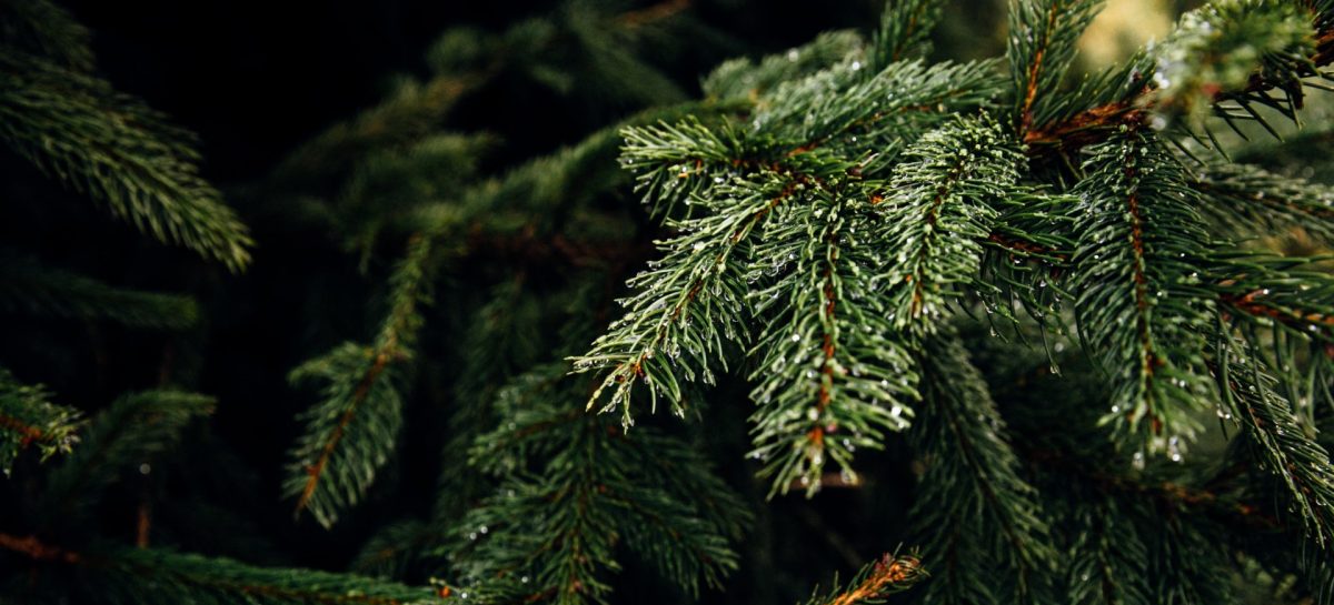 Hier bestel jij de beste kerstbomen van het internet