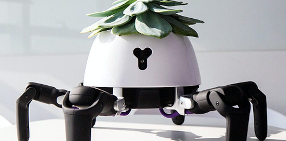 Deze plant-robot loopt naar de zon en schreeuwt om je aandacht voor water