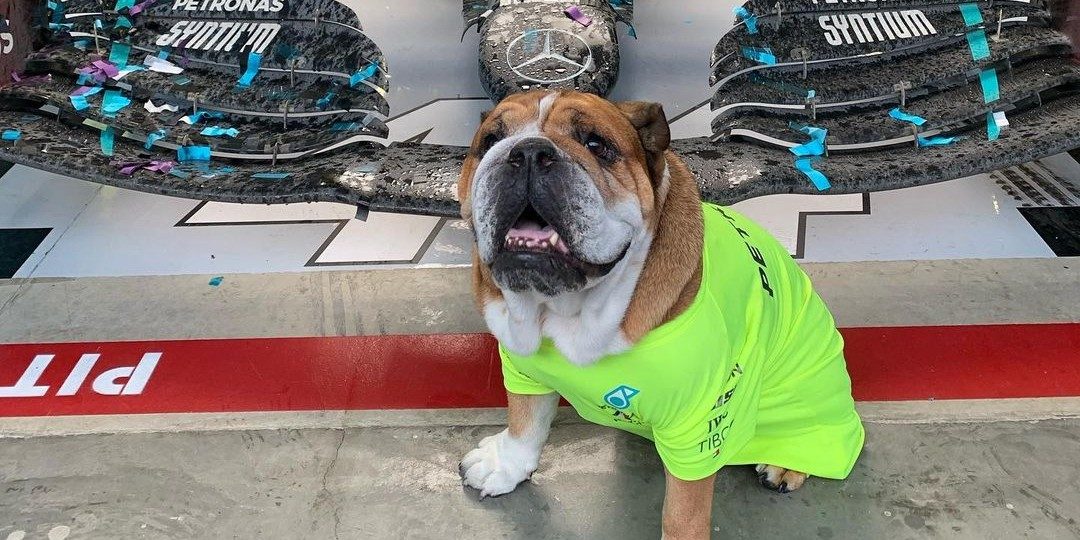 Geniaal: Lewis Hamilton heeft een hilarisch Instagram-account voor zijn hond