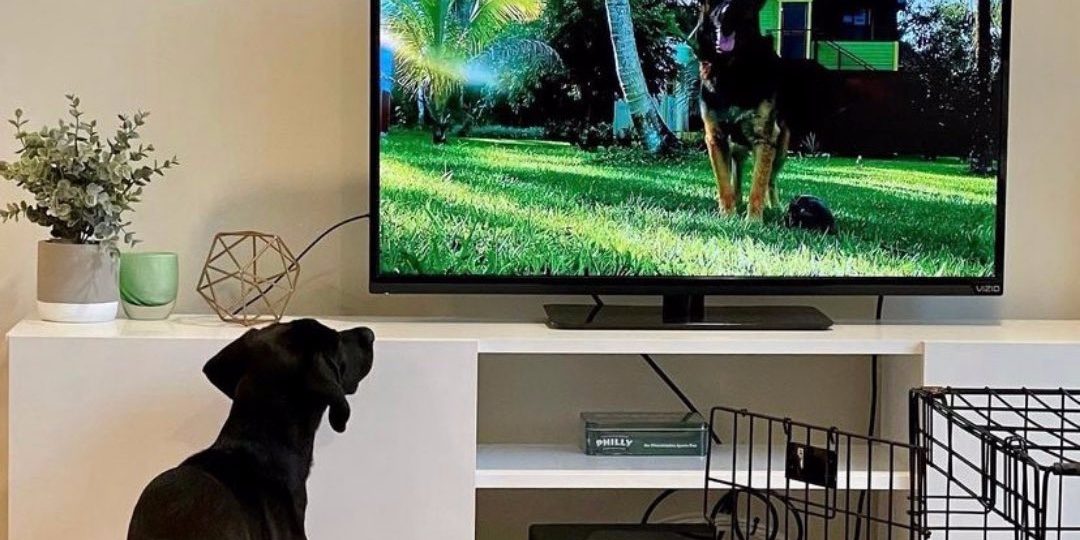 Bizar maar waar: er is een tv-kanaal speciaal voor honden