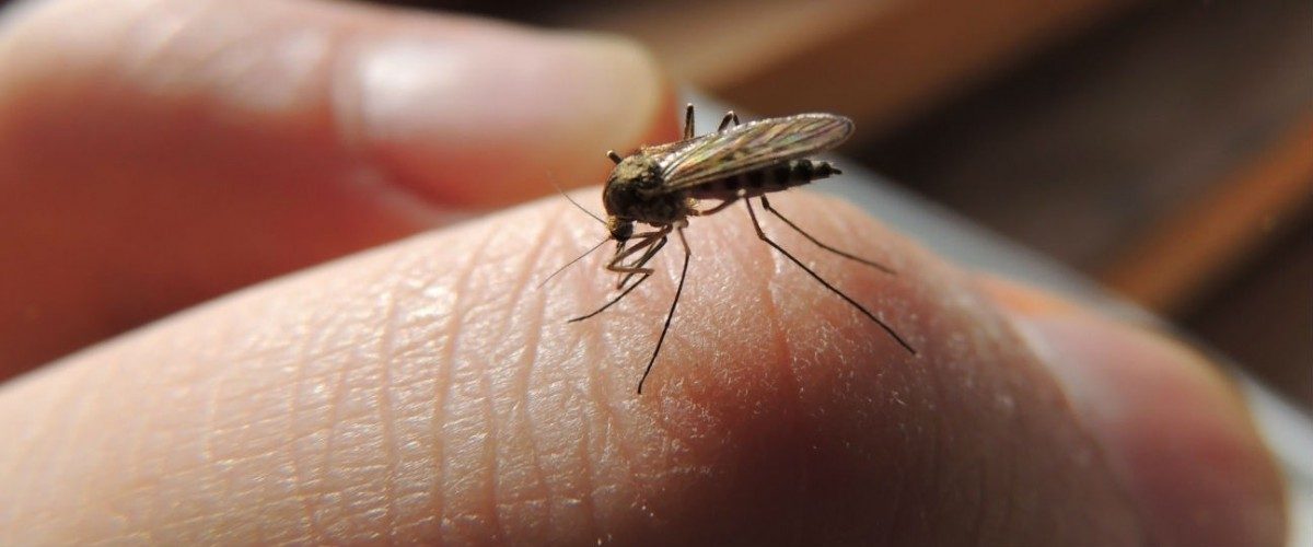 Waarom meestal mannen geprikt worden door een mug