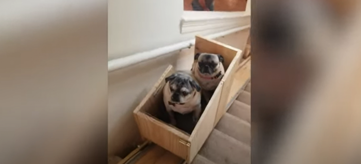Video: vrouw bouwt waanzinnige traplift voor haar bejaarde hondjes