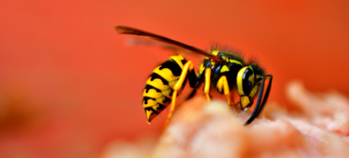 10 verrassende trucjes om wespen op afstand te houden