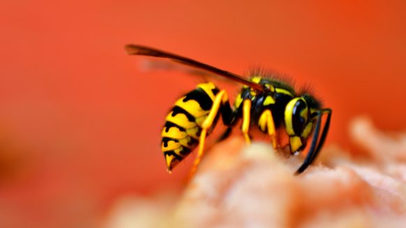 10 verrassende trucjes om wespen op afstand te houden