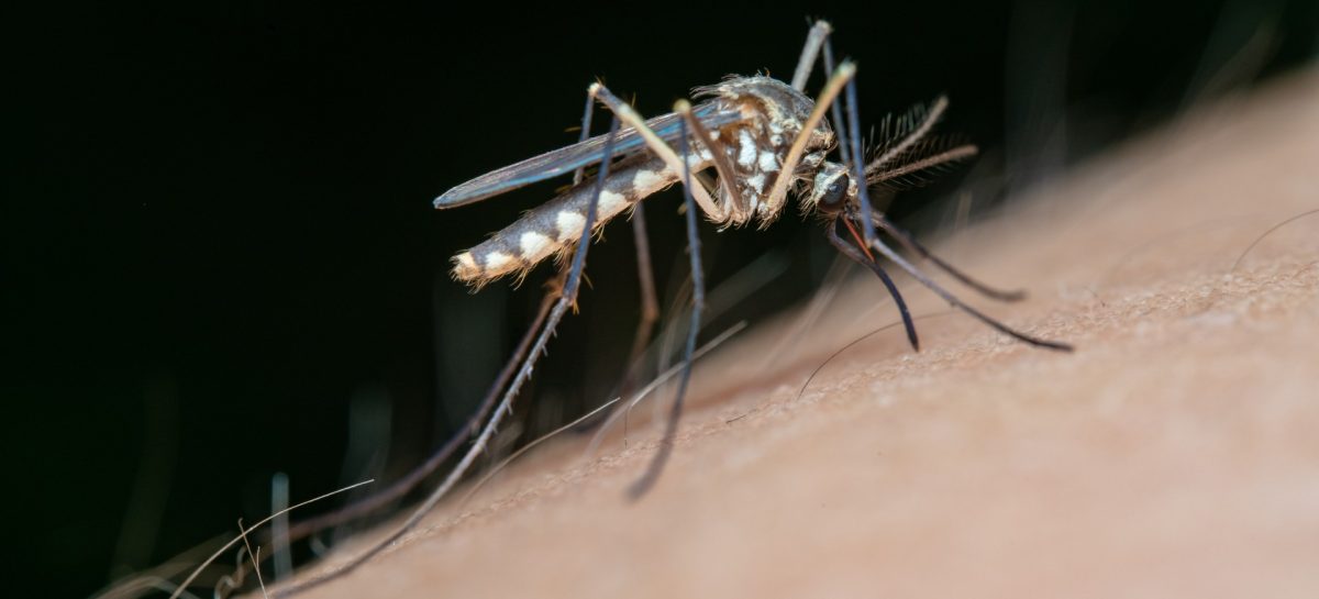 3 gouden tips tegen muggen in je slaapkamer
