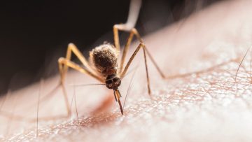 Waarom wordt de ene persoon veel vaker door muggen gebeten dan de ander?