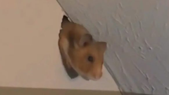 Vrouw schrikt zich rot door een onverwachts bezoekje van de hamster van de buren