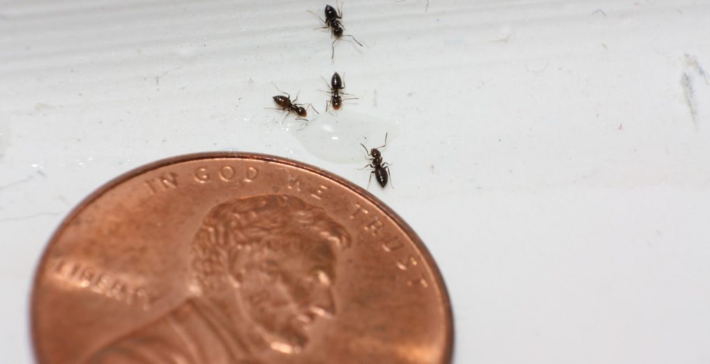 Waarom kunnen mieren niet tegen koperen muntjes?