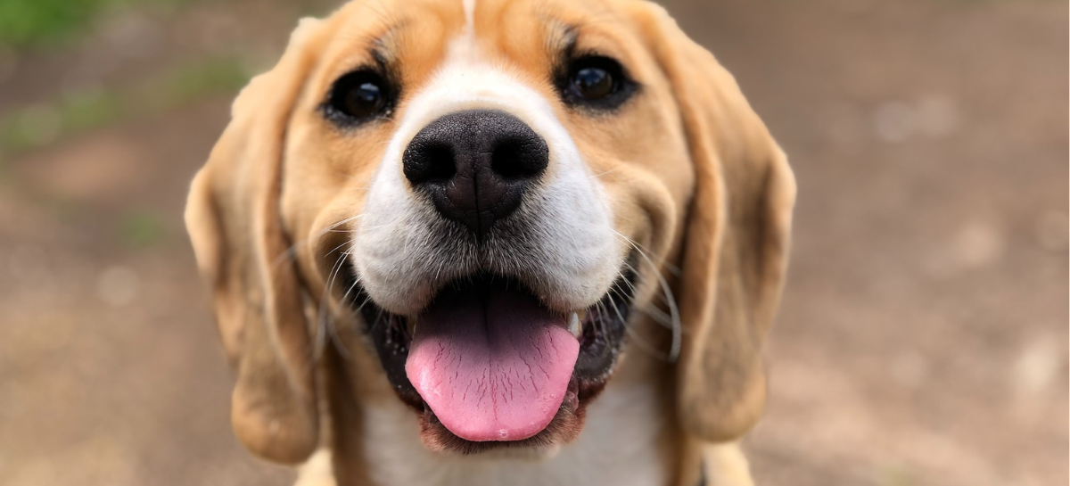 Eerste hond kopen? 8 makkelijke hondenrassen voor beginners
