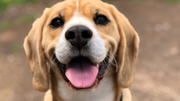 Eerste hond kopen? 8 makkelijke hondenrassen voor beginners