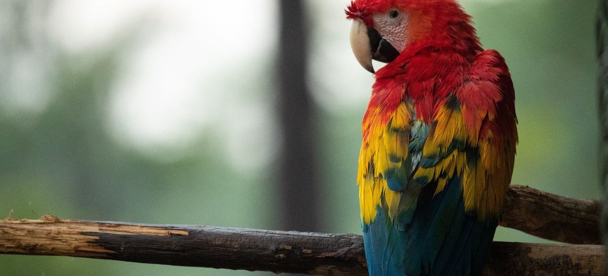 Vrouw ontdekt dat haar vriend vreemdgaat dankzij zijn papegaai
