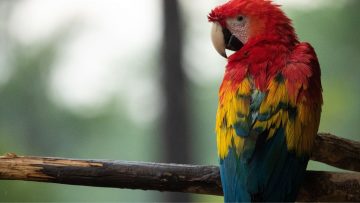 Vrouw ontdekt dat haar vriend vreemdgaat dankzij zijn papegaai