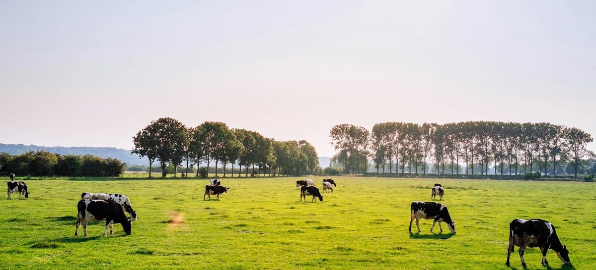 Wat is het gemiddelde salaris van de Nederlandse boeren?