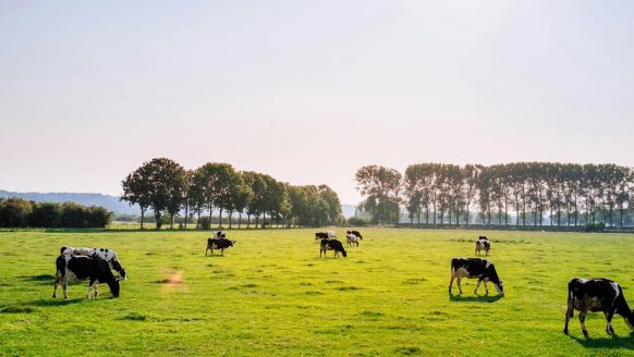 Wat is het gemiddelde salaris van de Nederlandse boeren?