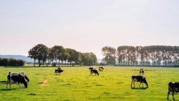 De 5 Nederlandse dorpen met de minste inwoners