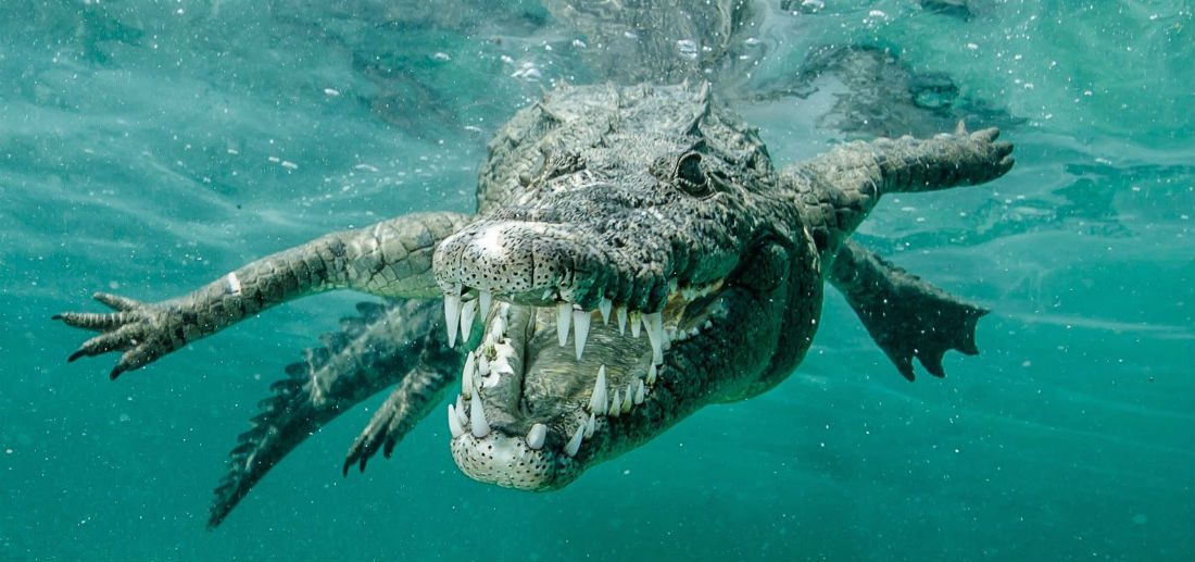 Deze fotograaf zwemt met krokodillen en maakt indrukwekkende foto’s