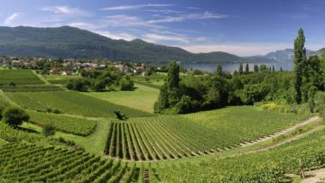Dit zijn de mooiste wijnroutes door Frankrijk