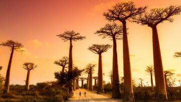 Reislust #19: Maki’s, Baobabs en hagelwitte stranden in Madagaskar
