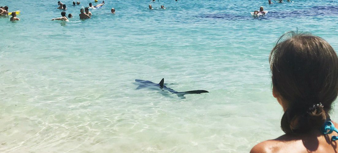 2,5 meter lange haai jaagt badgasten op Mallorca de stuipen op het lijf